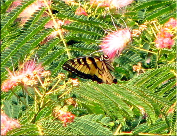Eastern Tiger Swallowtail Butterfly on the Mimosa...
