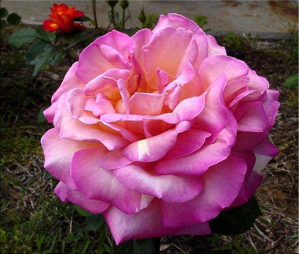 THE PINK ROSE...
