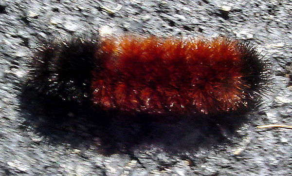 wooly bear/wooly worm...