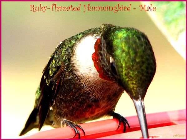 MALE RUBY THROATED HUMMINGBIRD...