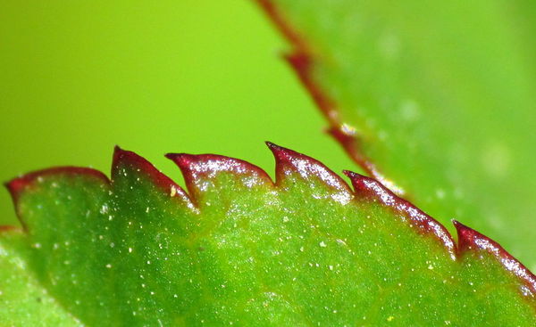 edge of a rose leaf...