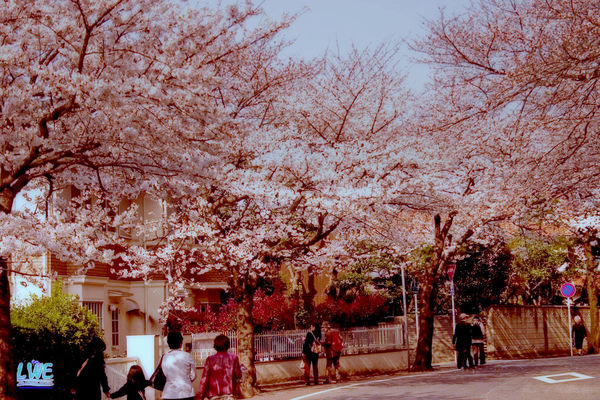 Row of Cherry Trees in a Residential Yokohoma Neig...