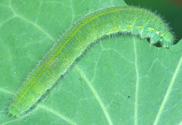 Caterpillar of Small Cabbage White butterfly3 = 1:...