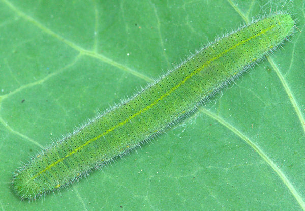 Caterpillar of Small Cabbage White butterfly1 = 1:...