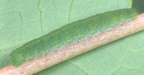 Caterpillar of Small Cabbage White butterfly2 = 1....