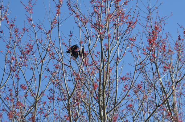 Black Bird in the tree...