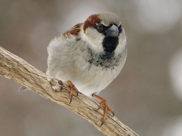 English Sparrow...