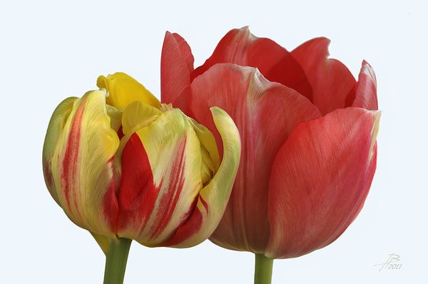 Two Tulips...