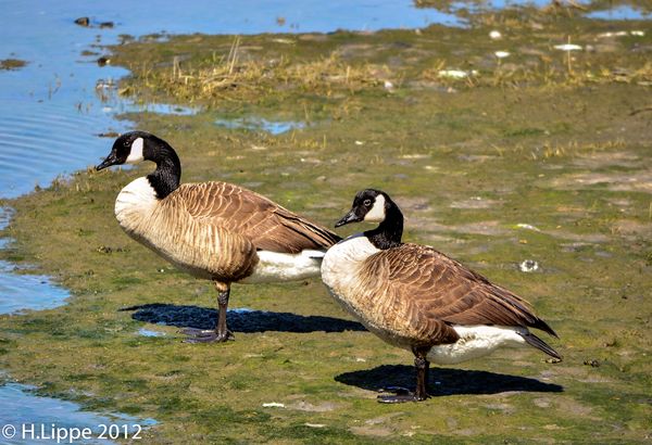 Canada Geese 2...