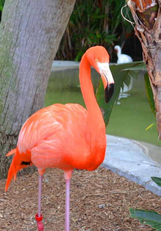 my buddy the flamingo at Seaquarium...