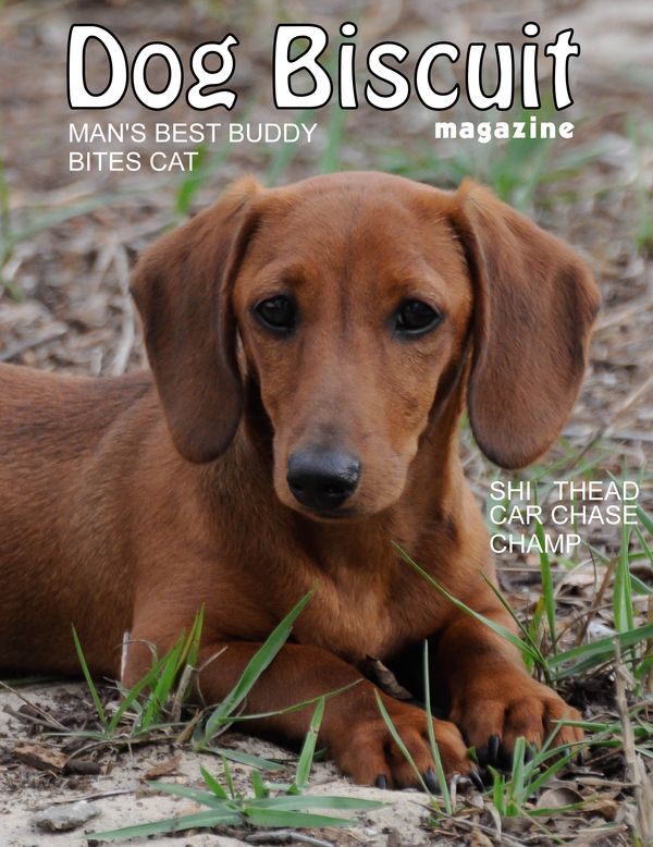 Dog Biscuit Magazine...