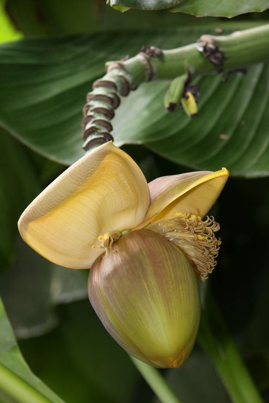 Banana Bloom...