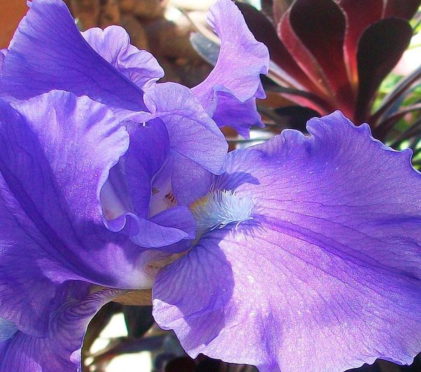 Bearded Iris - first one up last year...