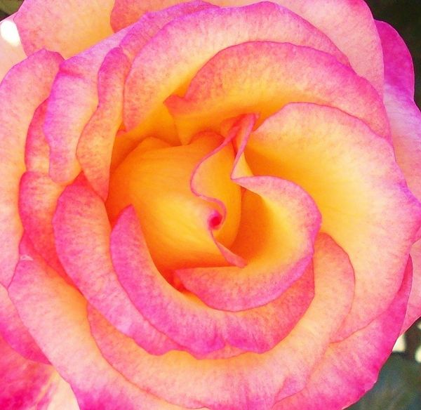 I call this one "Glow"  its our Peace Rose...