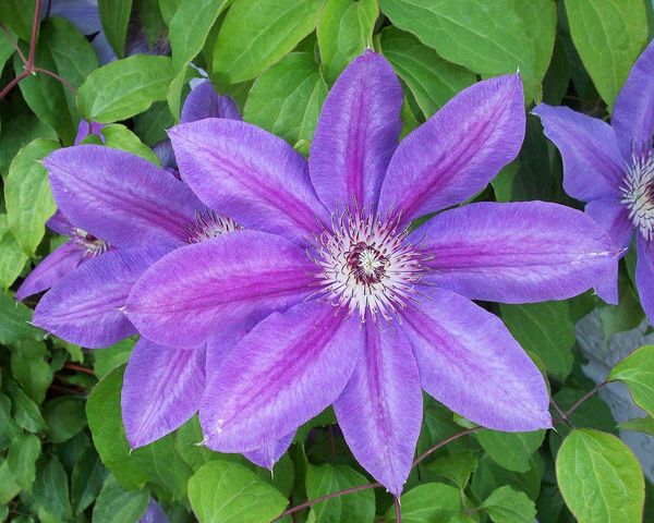Clematis climbing the wall at Dad's place...