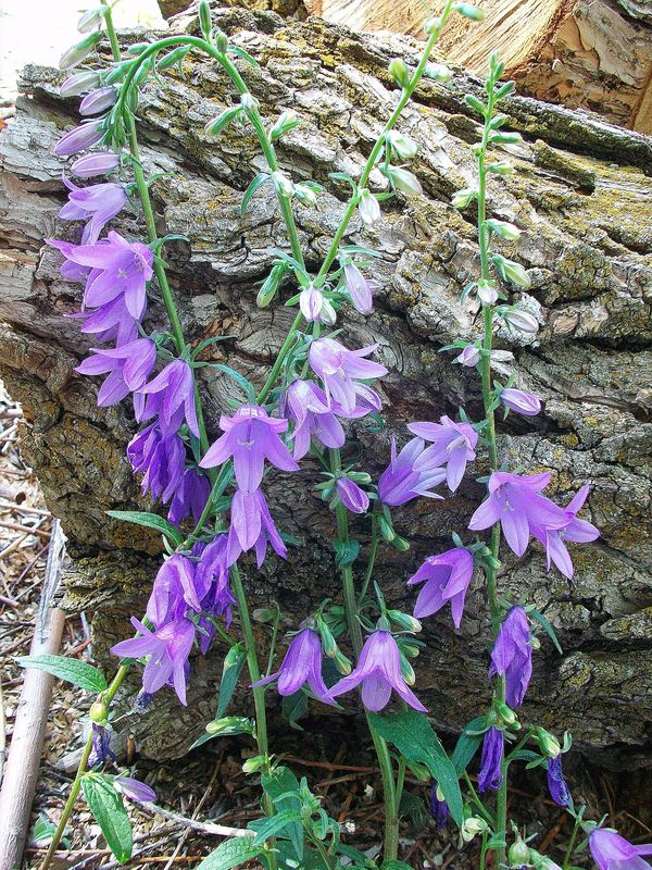 Wild mountain Blue-bells against an old log...