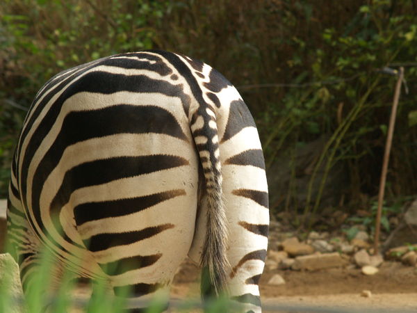 Zebra...