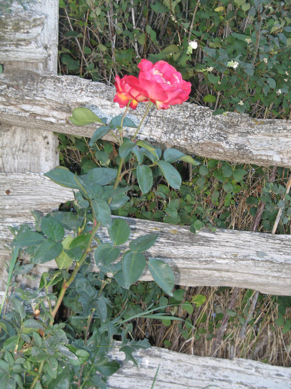 Rose and Fence...