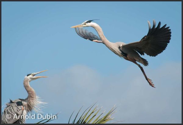 A Great Blue Heron flying towards the nest...