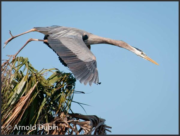 A Great Blue Heron flying off the nest...