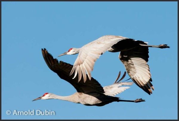 A couple of Sandhill Cranes in flight...