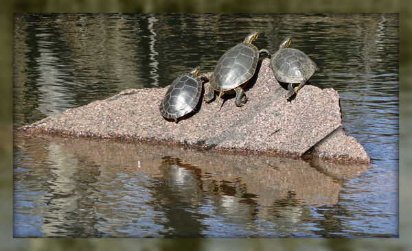 Three Turtles on Rock...