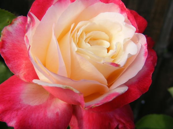 Double Delight Rose...