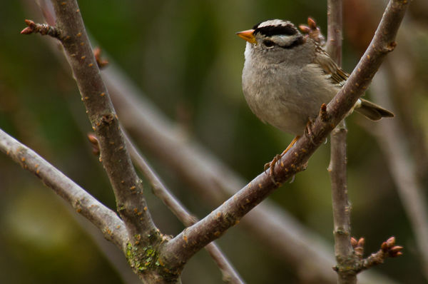 White Crowned Sparrow...