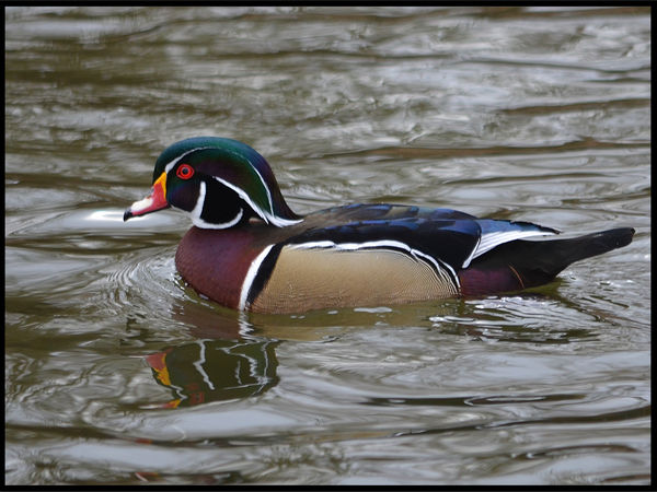 Wood Duck: handheld with 55-300mm...