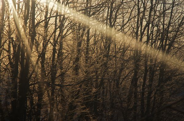 Framed by Golden Morning Light...