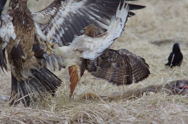 Imm eagle vs. red-tail hawk...
