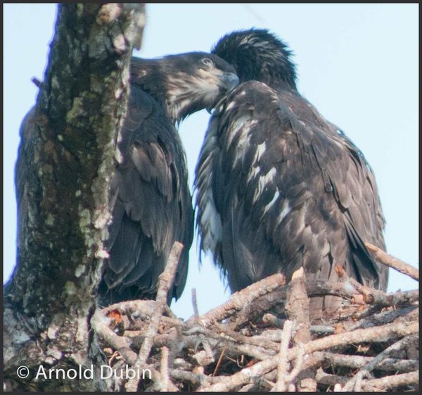 The Eaglet showing some affection...