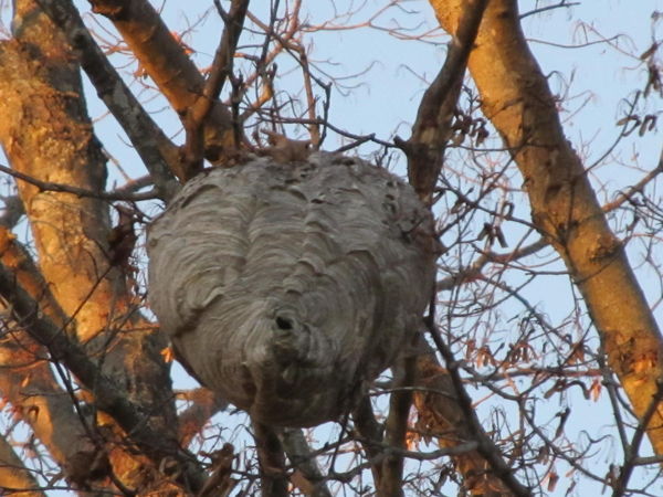 Big nest!...