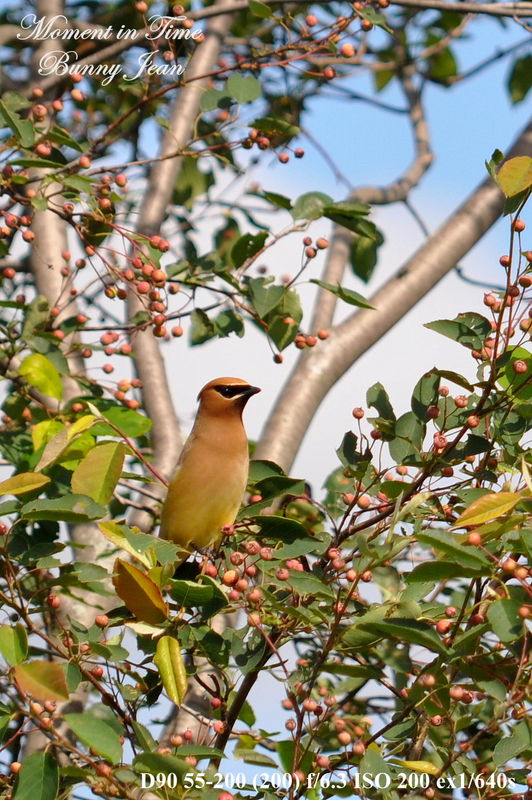 Cedar Waxwings love this Service berry tree.......