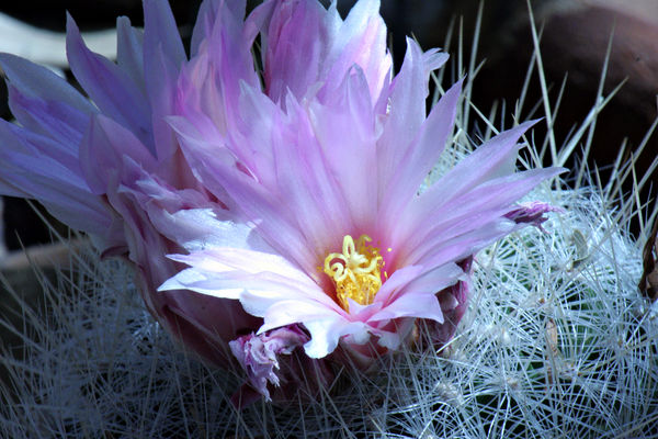 pretty cactus flower...
