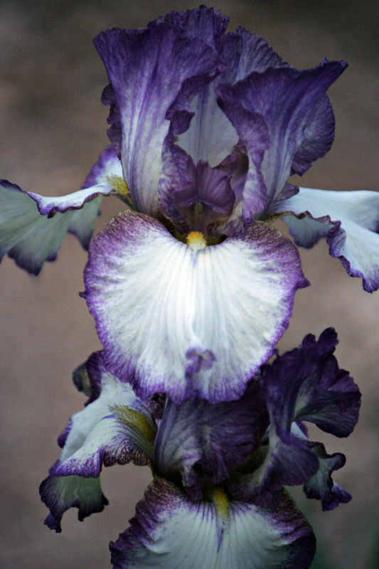 and a beautiful iris...