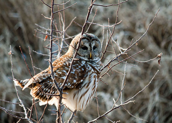 Barred Owl on the way to work...