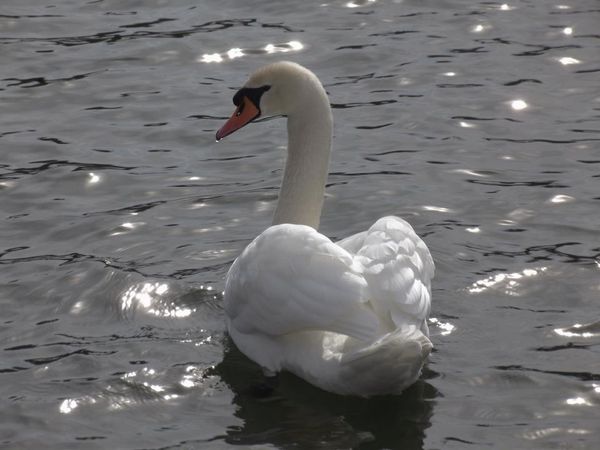 spring swan...