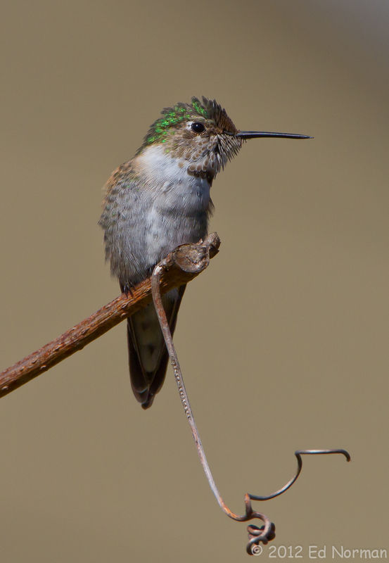 Broad-tailed Hummingbird, in Cape May, a first for...
