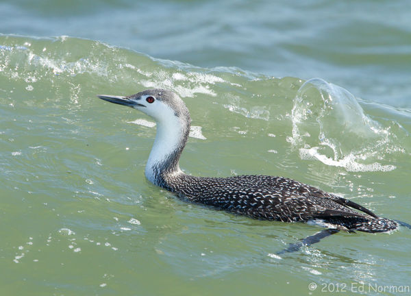 Red-throated Loon in the surf at Avalon NJ...