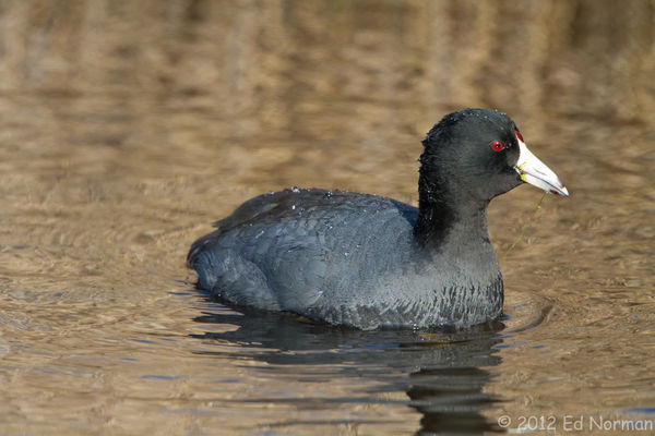 American Coot At E B Forsythe NWR...