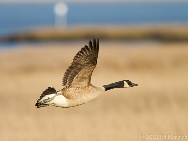 Canada Goose over the marsh at E B Forsythe NWR...