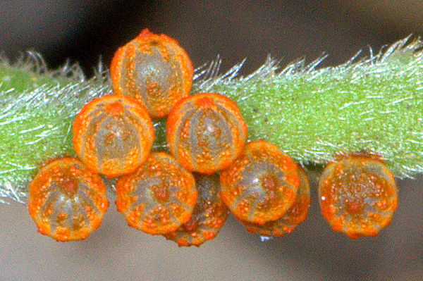 Pipevine Swallowtail Butterfly Eggs...