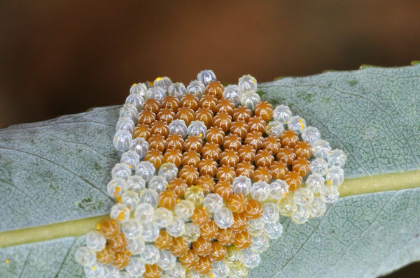 Mourning Cloak Butterfly Eggs on Willow Leaf, 2x...