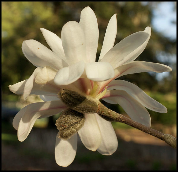 Magnolia 2...