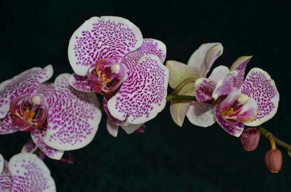 Orchids...