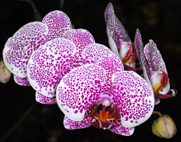 Орхидея фаленопсис вашингтон. Фаленопсис girona. Орхидеи в крап. Star buster фаленопсис. Фаленопсис орхидея белая пятнистая.