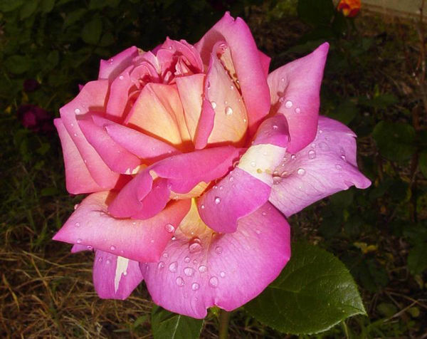 A ROSE AFTER THE RAIN=...