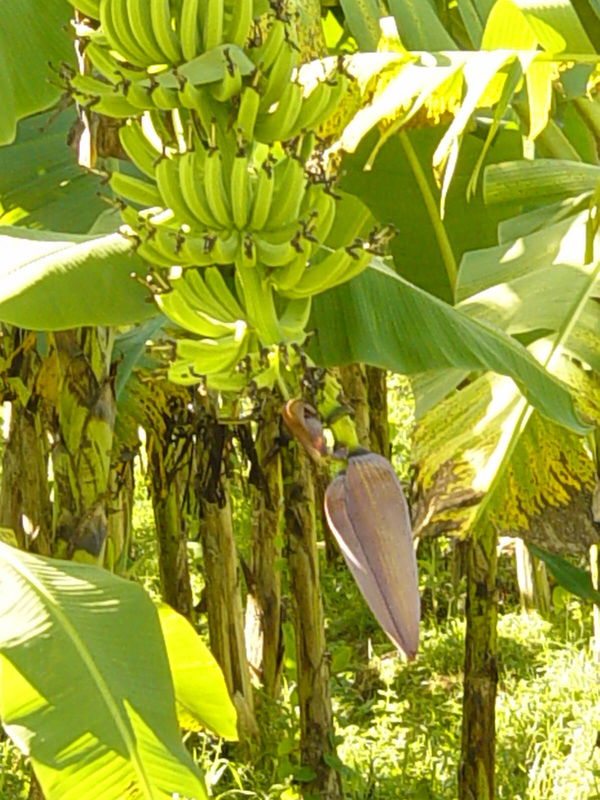 A banana plant and flower...