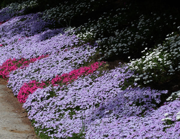 Creeping Phlox with Candytuft: Not too far from my house is this flower ...